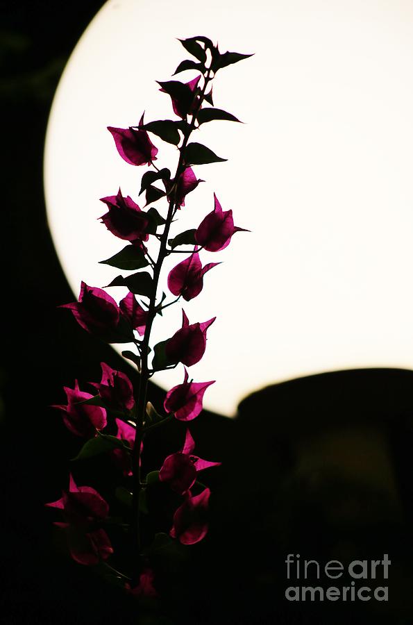 Bougainvillea by Lamplight Photograph by Craig Wood
