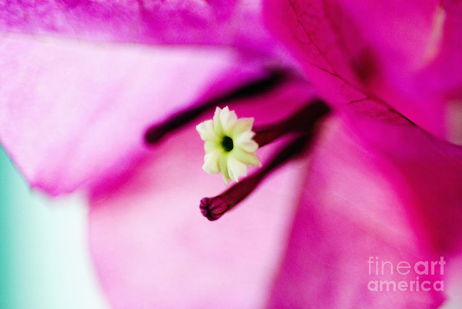 Beautiful Photograph - Bougainvillea Close-up by Ray Laskowitz - Printscapes