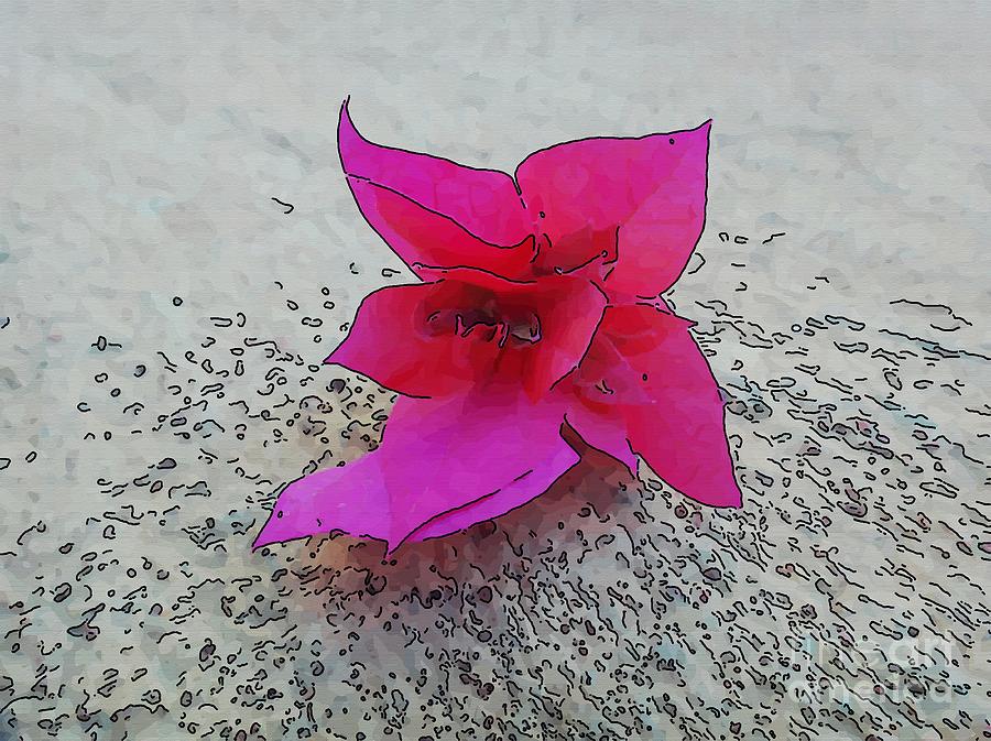 Springtime Drawing - Bougainvillea, Colorado Spruce, Great Bougainvillea, Morinda Spruce Or Lesser Bouganvillea by Carina Lemos Araujo Springtime Drawing - Bougainvillea, Colorado Spruce, Great Bougainvillea, Morinda Spruce Or Lesser Bouganvillea by Carina Lemos Araujo