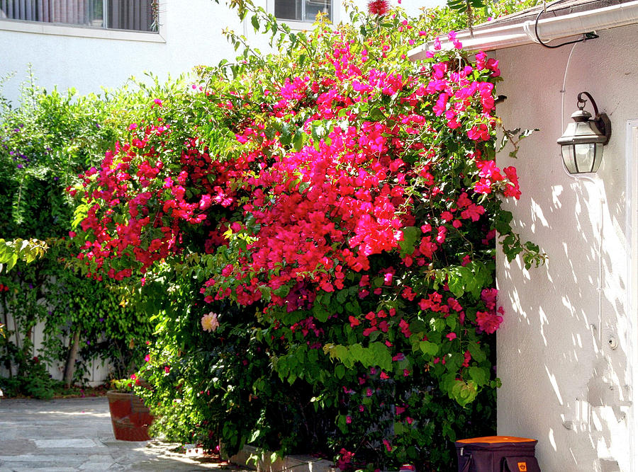 Bougainvillea Courtyard Photograph by Gene Parks