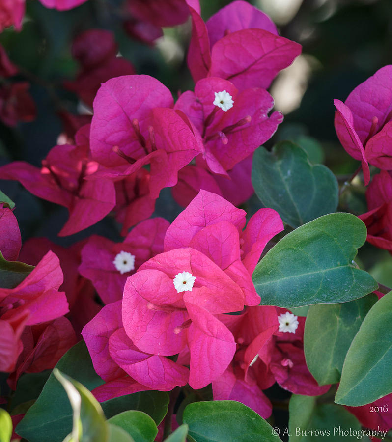 Bougainvillea Depths Photograph by Aaron Burrows