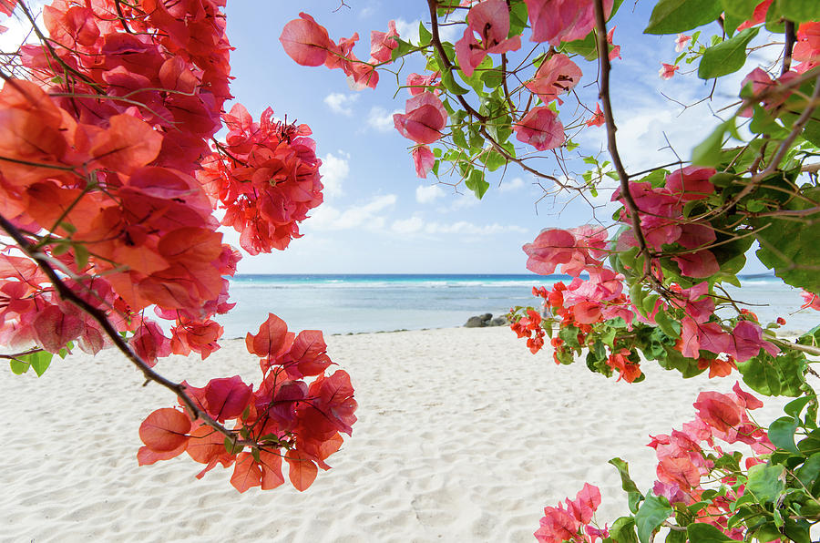 Bougainvillea Photograph by Ferry Zievinger | Fine Art America