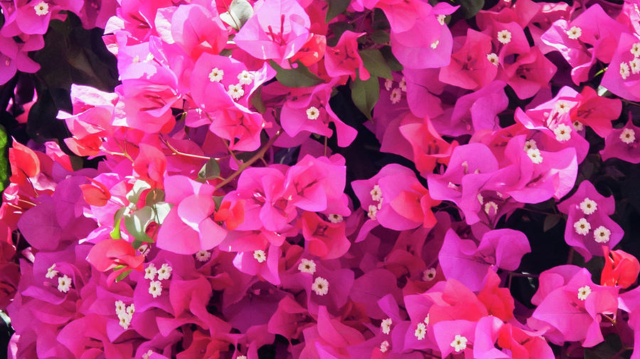 Bougainvillea Photograph by Geoff Smith