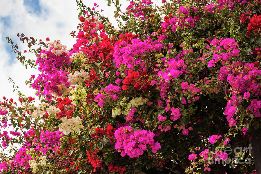 Bougainvillea in Funchal Photograph by Eva Lechner