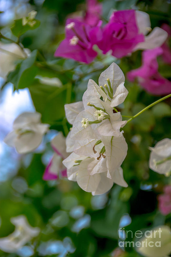 Bougainvillea in Pink and White Photograph by Cheryl Baxter