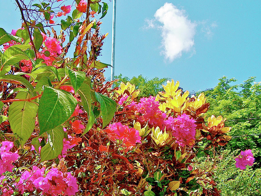 Bougainvillea in Quepos, Costa Rica Photograph by Ruth Hager
