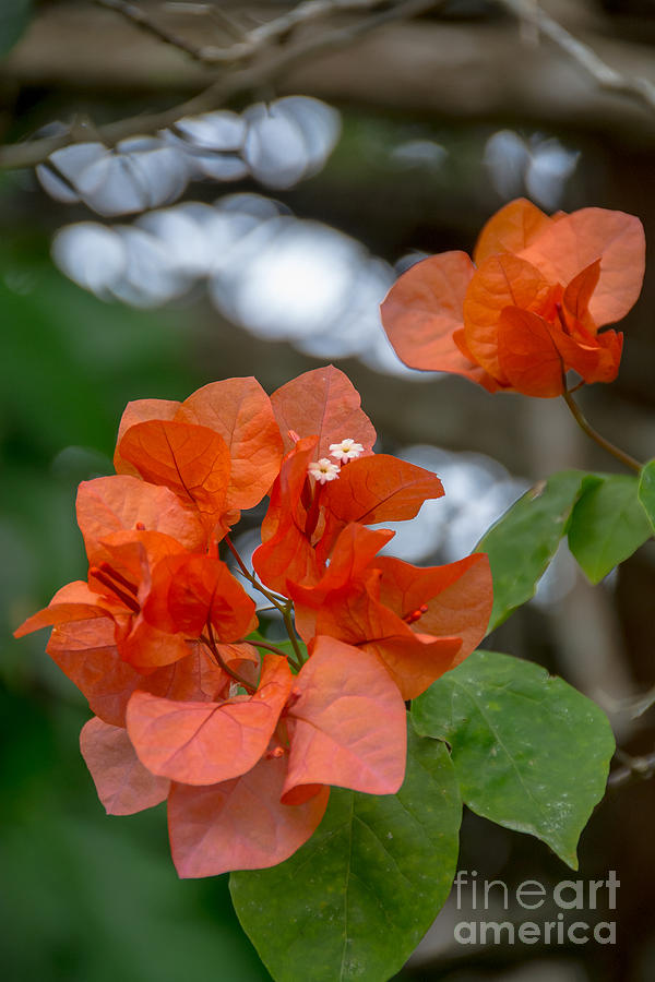 Salmon Photograph - Bougainvillea in the Jungle by Cheryl Baxter
