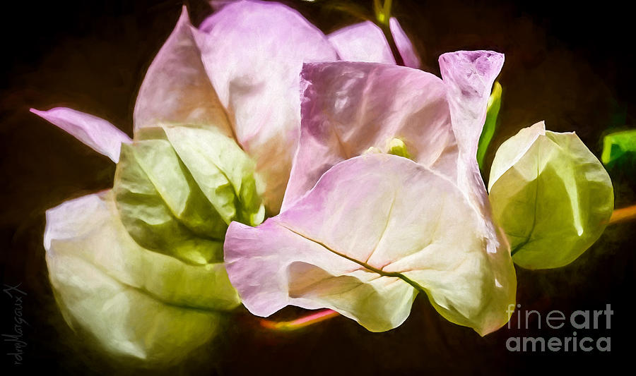 Bougainvillea-iv Photograph by Margaux Dreamaginations