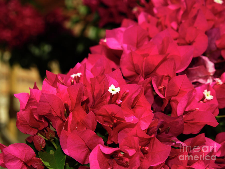 Bougainvillea  Photograph by Art by Magdalene