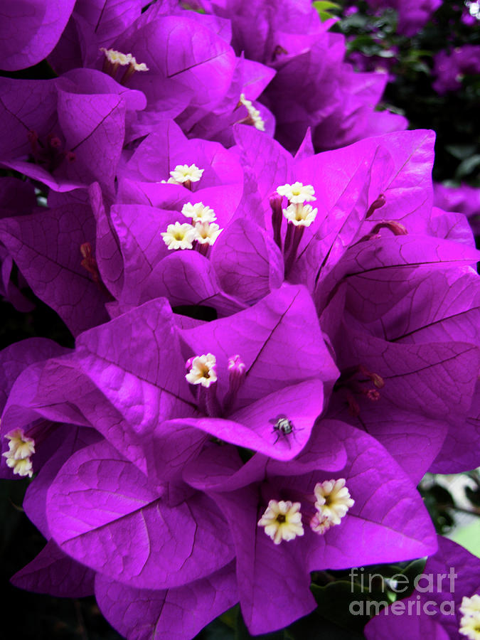 Bougainvillea Maui Photograph by Phil Welsher