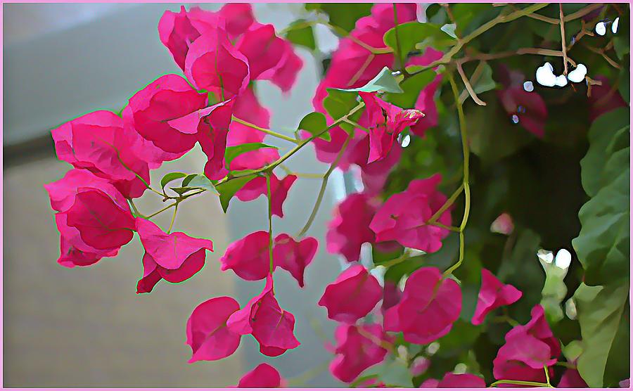 Bougainvillea Painting by Mindy Newman