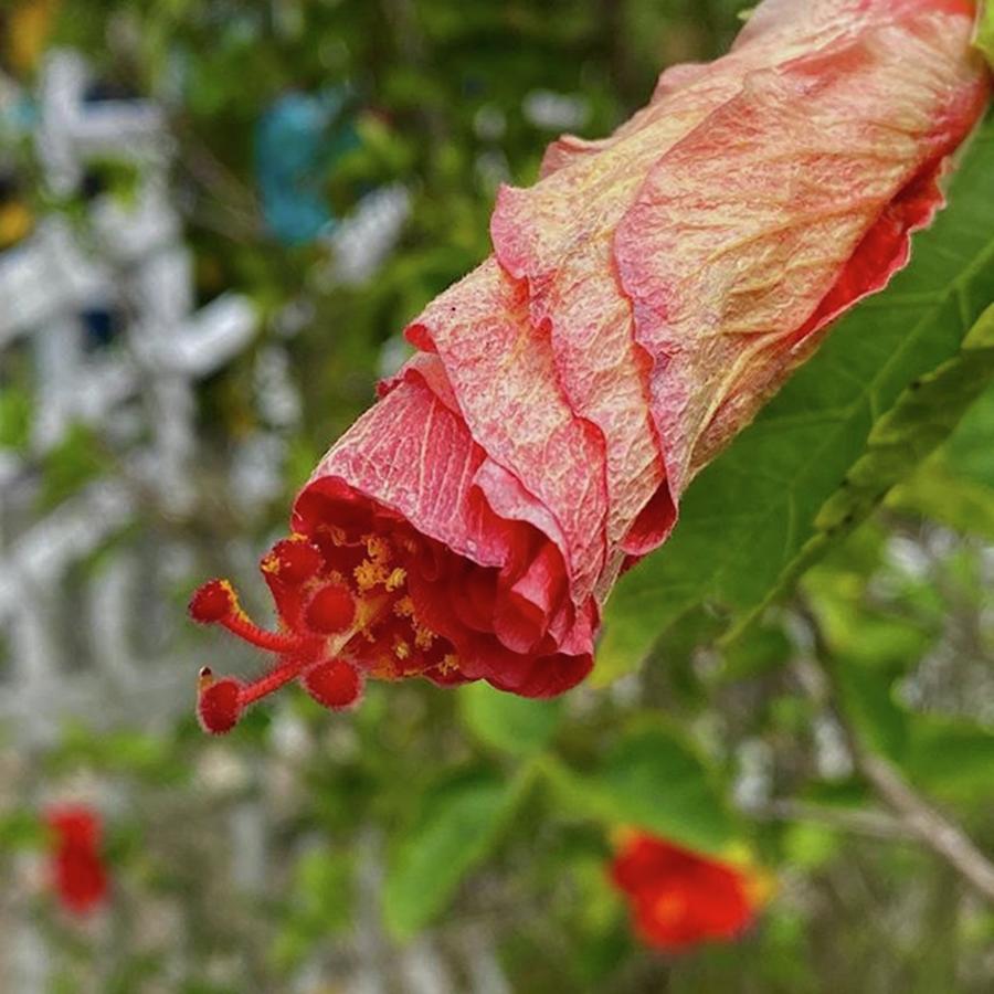 Flower Photograph - Bougainvillea Not Yet Unfurled, Taken by Jori Reijonen