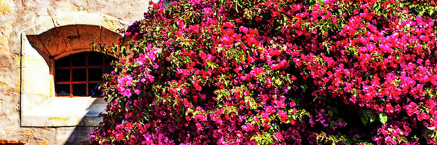Bougainvillea on a Wall -2 Photograph by Alan Hausenflock