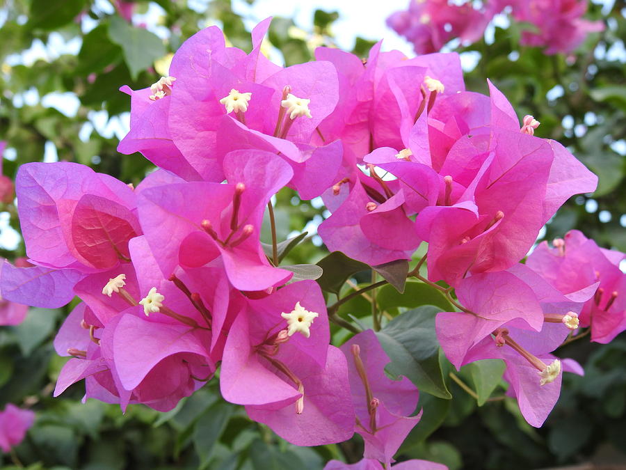 Bougainvillea Photograph Photograph by David K Myers - Fine Art America