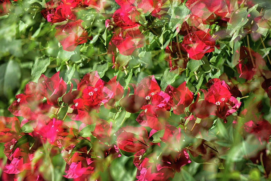 Bougainvillea Repeating Pattern Abstract I Photograph by Linda Brody