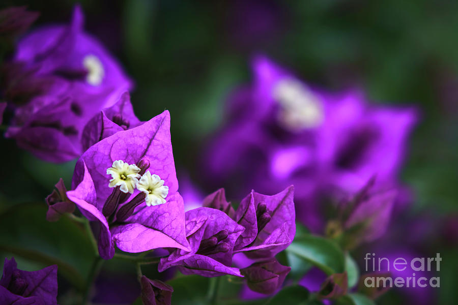 Bougainvillea Spectabilis Genoves Park Cadiz Spain Photograph by Pablo Avanzini