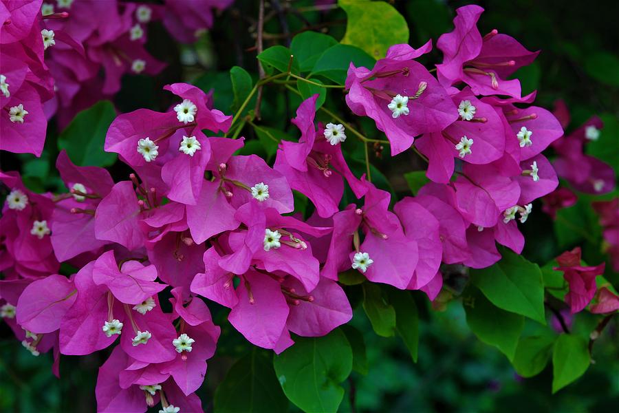 Các bài thuốc về cây hoa giấy – Bougainvillea spectabilis