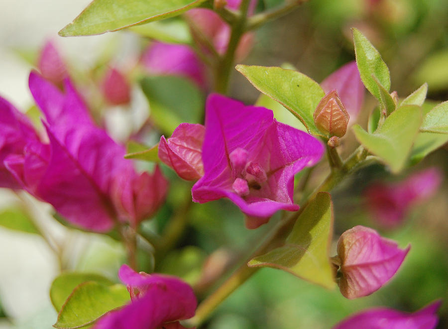 Bougainvillea Wallpaper Photograph by Jean Booth