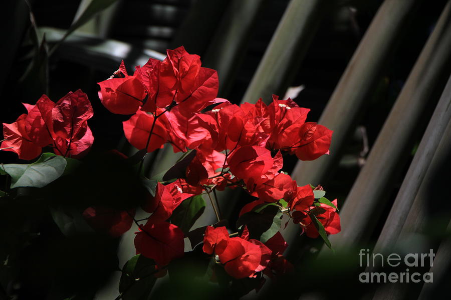 Bougainvilleas Photograph by Edward R Wisell