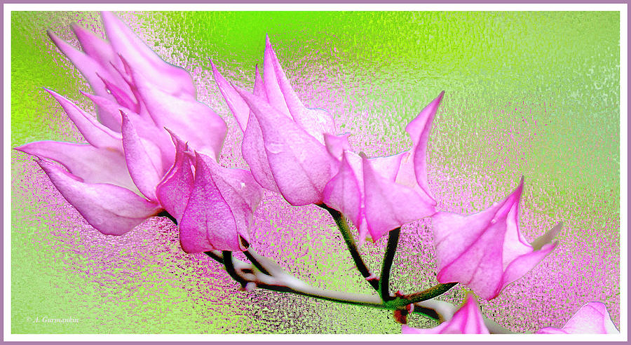 Bougainvilles Flowers Digital Art by A Macarthur Gurmankin