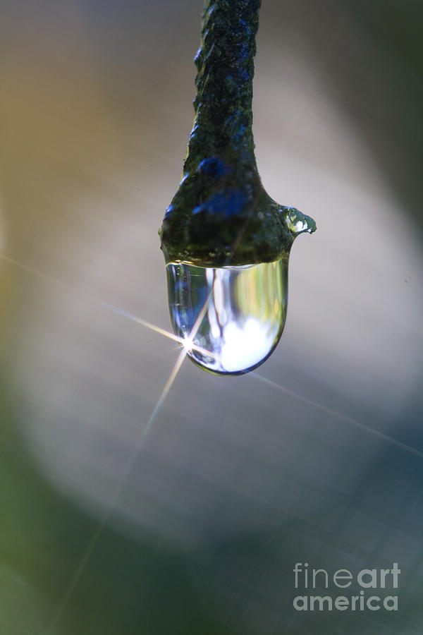 Bouganvillea Droplet Photograph by Kym Clarke