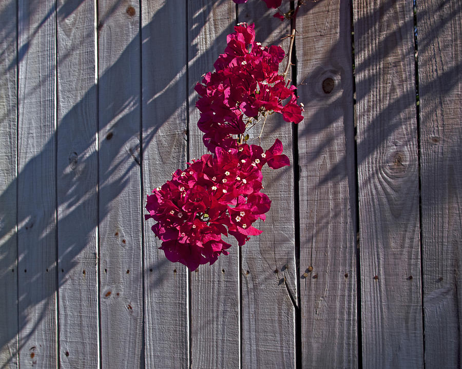 Bouganvillea Glabra Photograph by Allan Hughes - Pixels