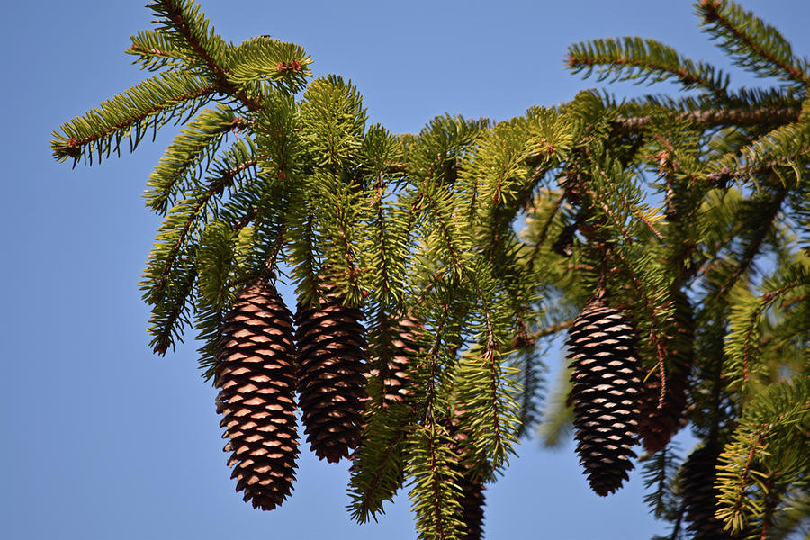 Boughs Of Pine Cones Photograph