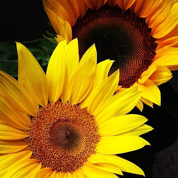 Nature Photograph - Sunflowers  by Jasmine Poulos