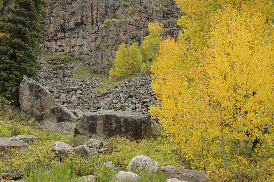 Boulder autumn colors Photograph by Kunal Mehra