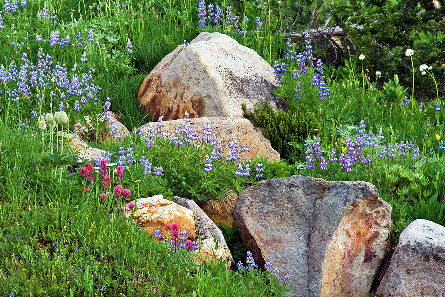 Boulder Blooms Photograph by Marla Craven