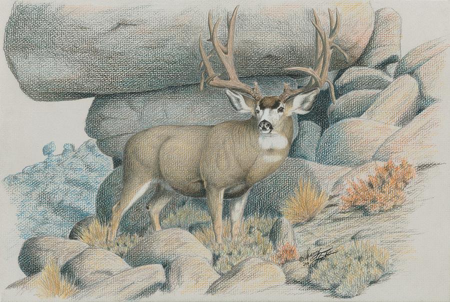 Boulder Buck  Drawing by Darcy Tate