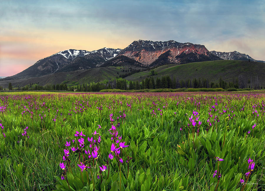Boulder Mountain Spring Photograph by Leland D Howard