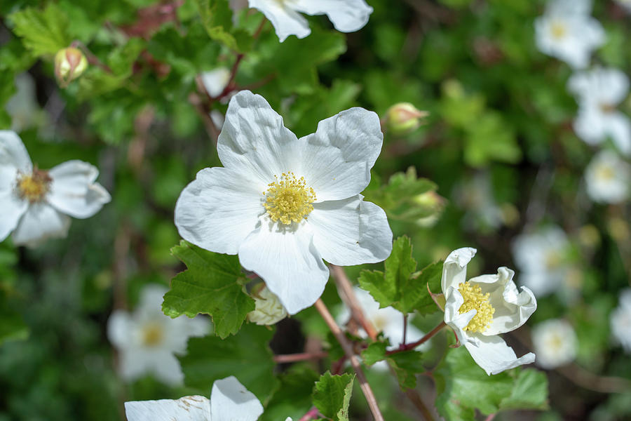 Boulder Raspberry Photograph by Brian Stricker
