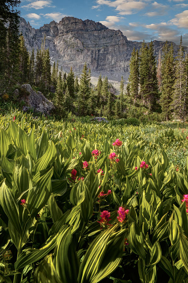 Boulders and wildflowers in Albion Basin Photograph by Douglas Pulsipher