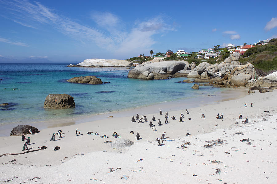 Boulders Beach Penguin Colony in South Africa Photograph by Joscelyn