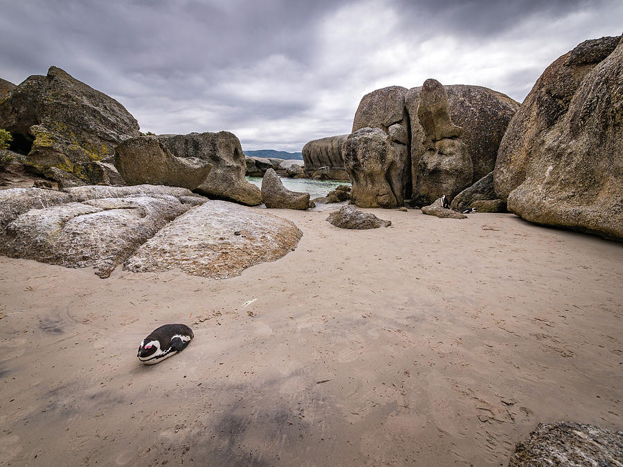 Penguin Photograph - Boulders Beach Penguin by Mike Walker