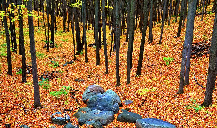 Boulders In The Forest  Photograph by Lyle Crump
