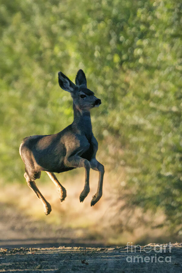 Bouncing Bambi Photograph by Priscilla Burgers