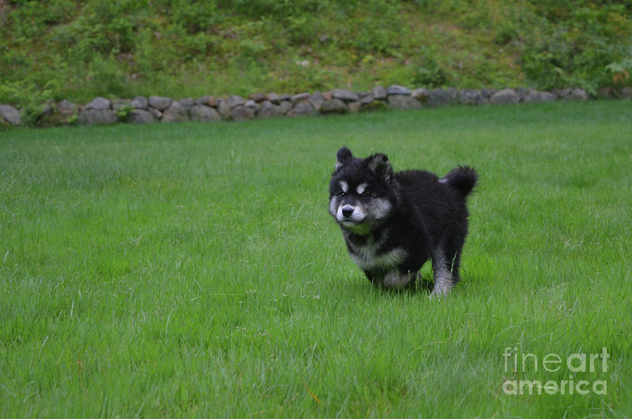 Bounding Alusky Puppy Dog Running Through Green Grass Photograph by DejaVu Designs