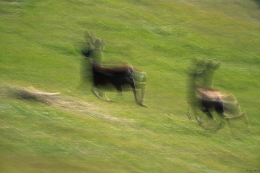 Bounding Gait Photograph by Soli Deo Gloria Wilderness And Wildlife ...