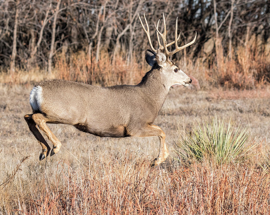 Bounding Mule deer buck Photograph by Chris Augliera | Fine Art America