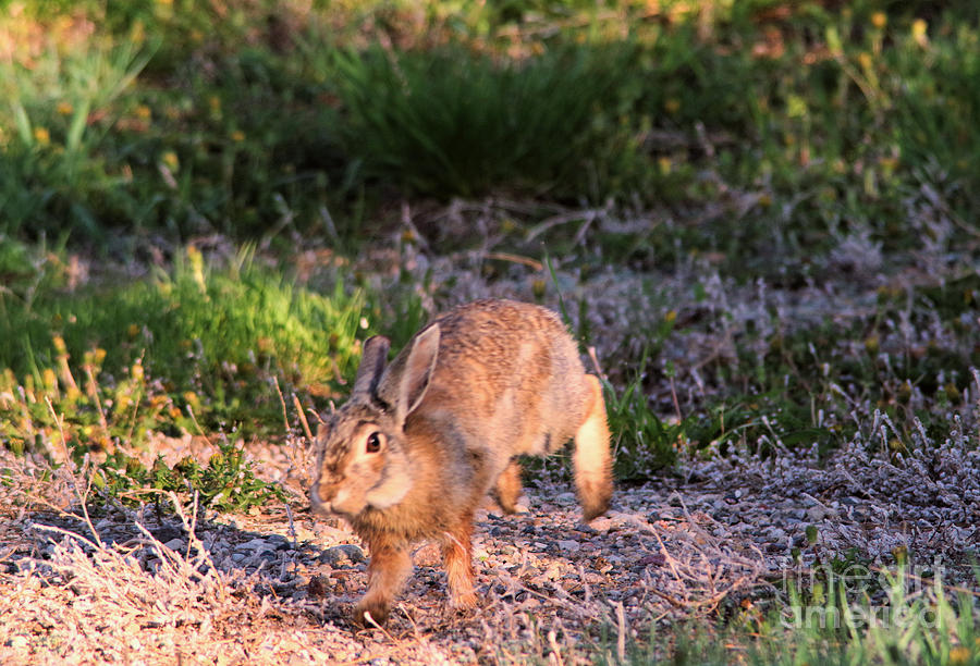 Bounding rabbit Photograph by Jeff Swan