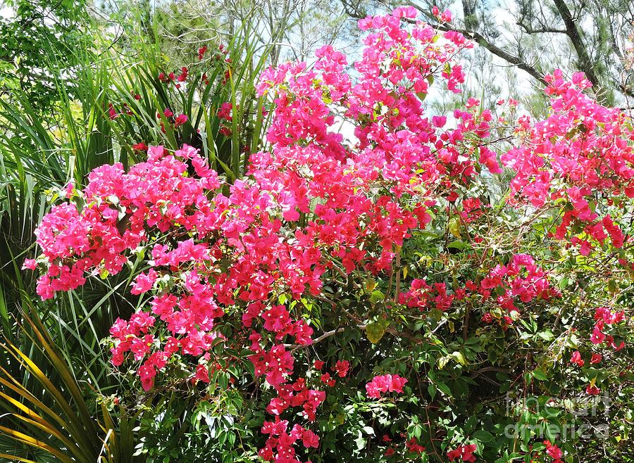 Bountiful Bougainvillea Photograph by Beth Williams - Fine Art America