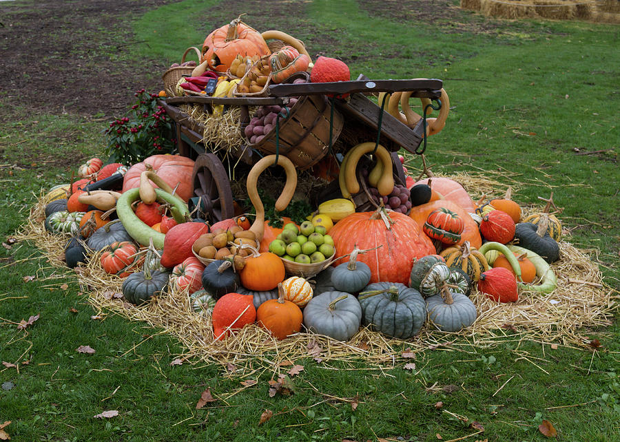 Bountiful Harvest l Photograph by Shirley Mitchell