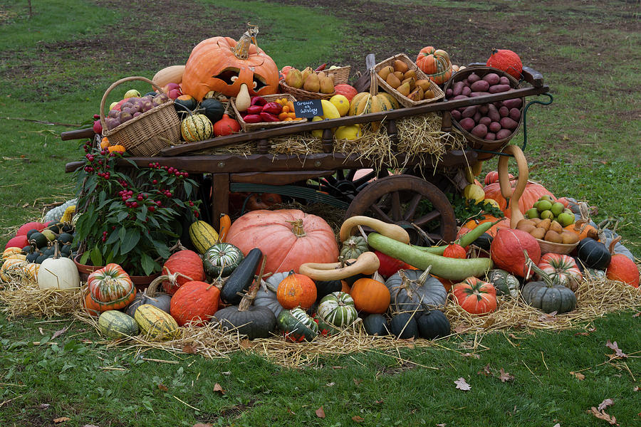 Bountiful Harvest ll Photograph by Shirley Mitchell