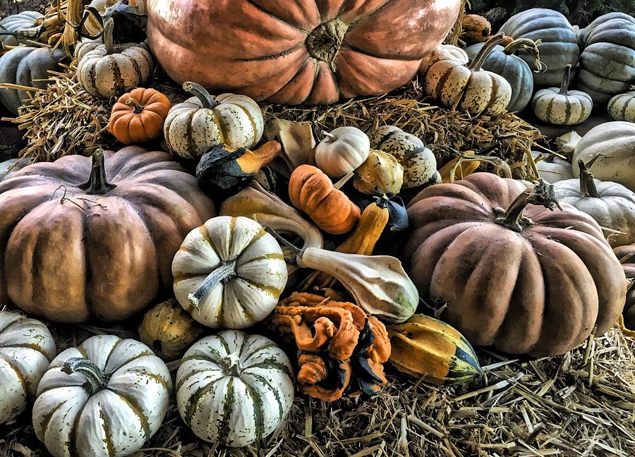 Bountiful Harvest Photograph by Steph Gabler