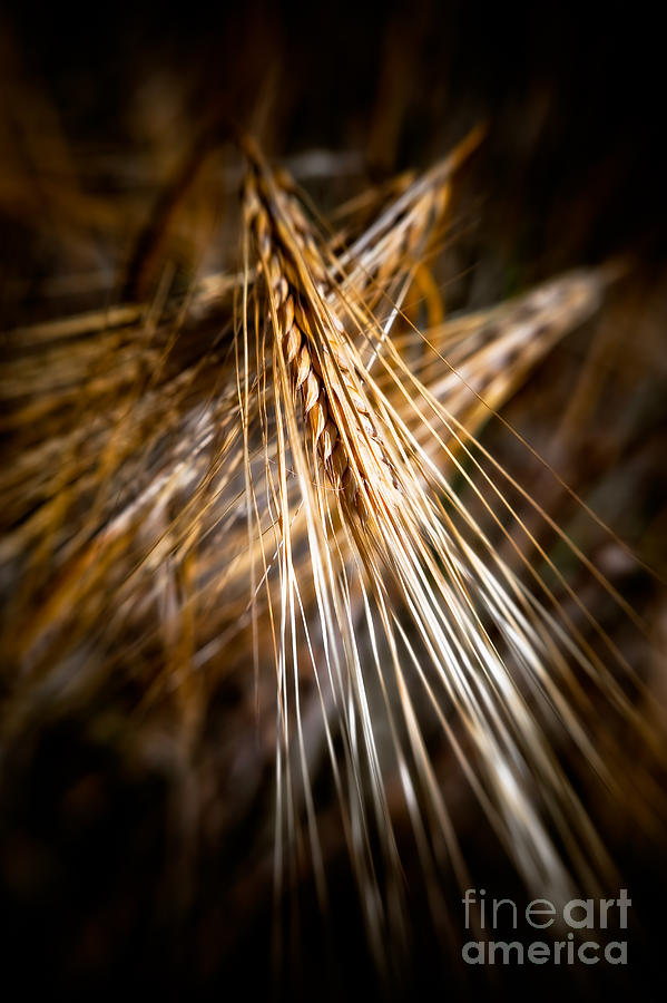 Bounty of Barley Photograph by Venetta Archer