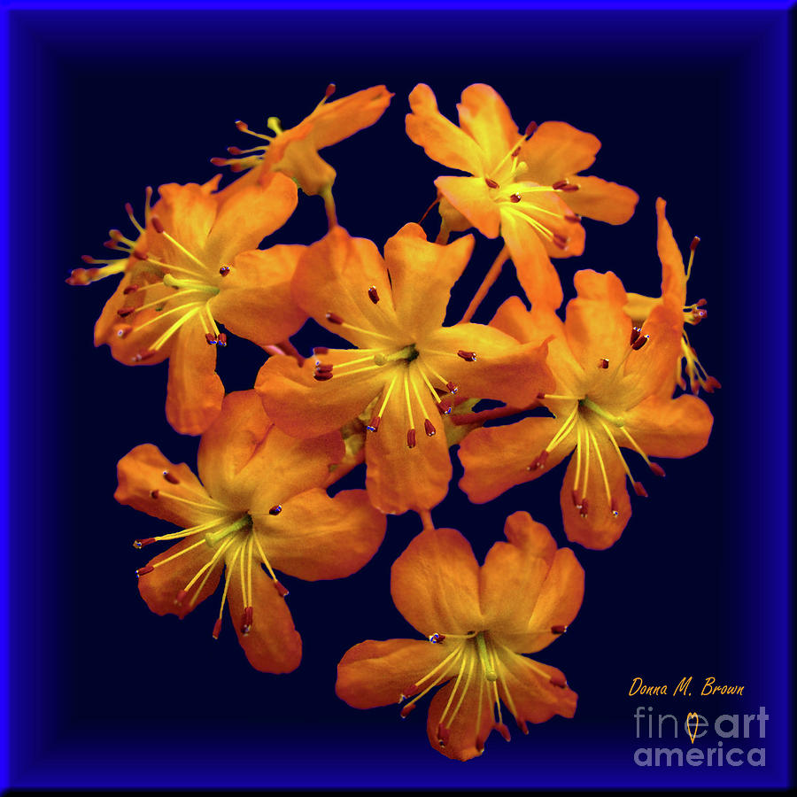 Bouquet Of Flowers In A Box Digital Art by Donna Brown