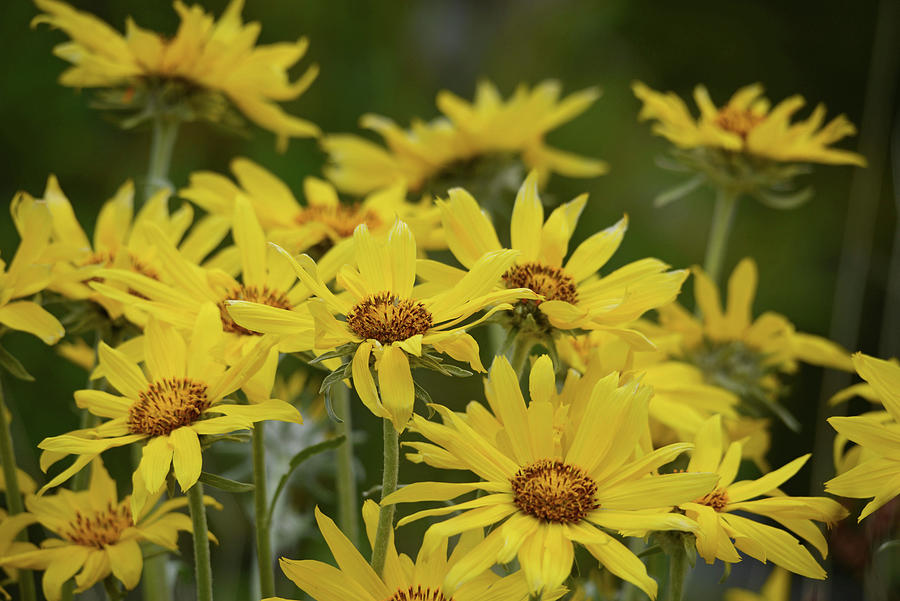 Bouquet of Balsamroot Photograph by Whispering Peaks Photography