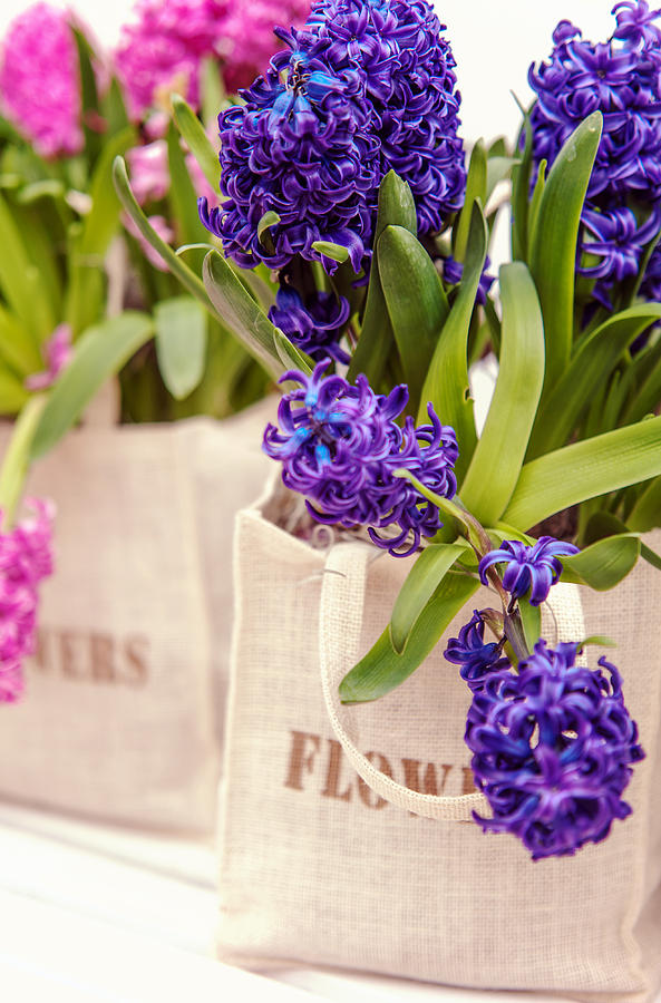 Bouquet of Blue Hyacinths  Photograph by Jenny Rainbow